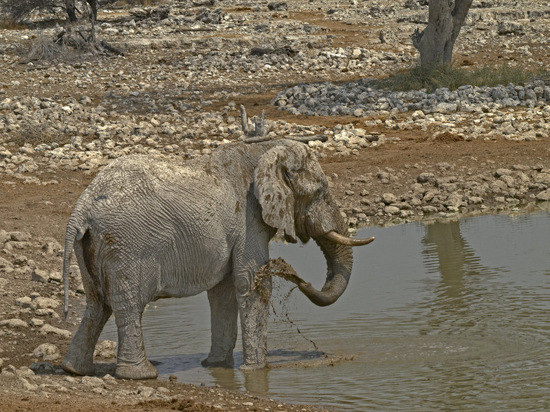 Okaukuejo, African Elephant